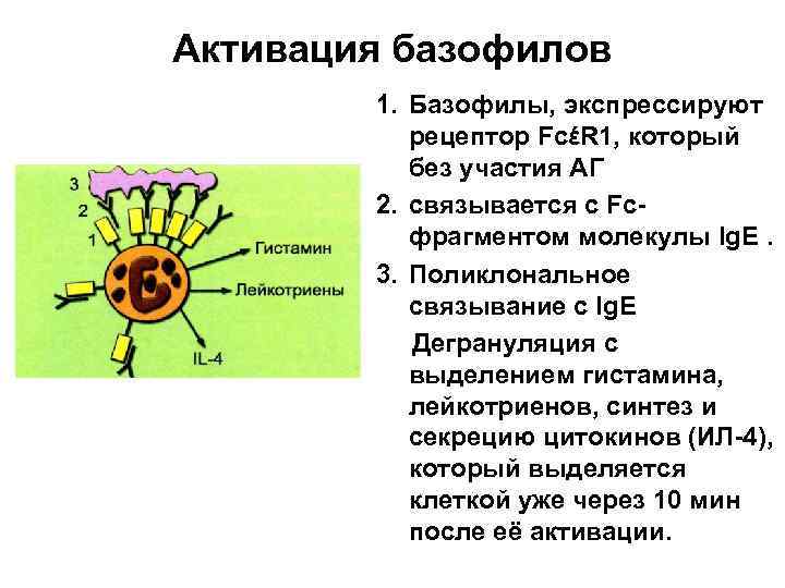 Активация базофилов 1. Базофилы, экспрессируют рецептор FcέR 1, который без участия АГ 2. связывается