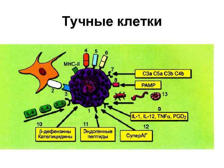 Тучные клетки рисунок