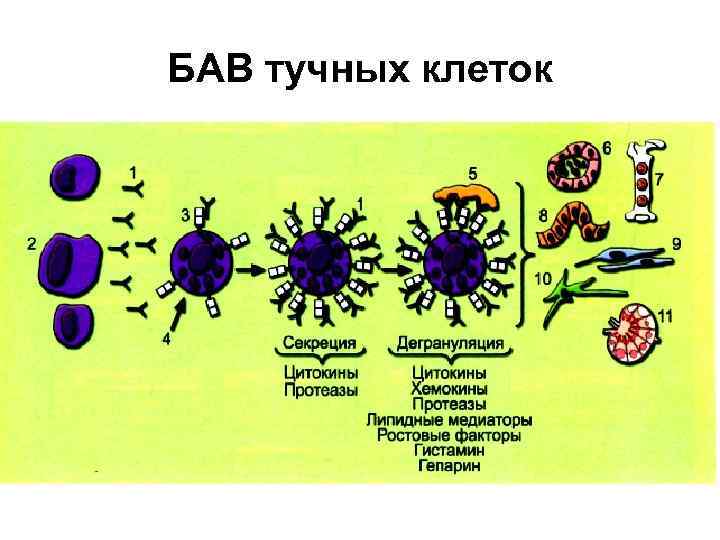 Вещество из клетки 7. Биологически активные вещества тучные клетки. БАВ тучных клеток. Биологические активные вещества клетки. Тучные клетки локализация.