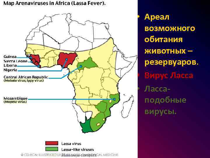  • Ареал возможного обитания животных – резервуаров. • Вирус Ласса • Лассаподобные вирусы.