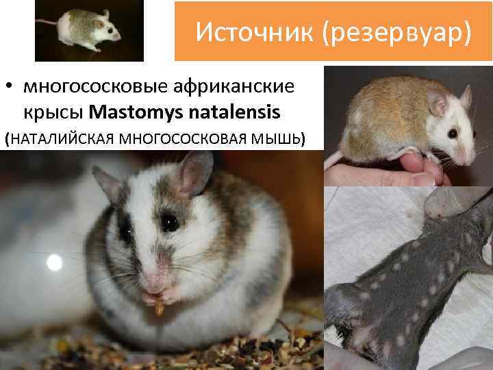 Источник (резервуар) • многососковые африканские крысы Mastomys natalensis (НАТАЛИЙСКАЯ МНОГОСОСКОВАЯ МЫШЬ) 