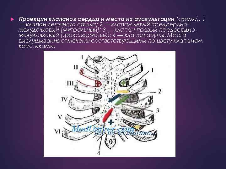 Проекция клапанов сердца. Схема проекции клапанов сердца. Точки анатомической проекции клапанов сердца. Проекция клапана легочного ствола. Место проекции митрального клапана.