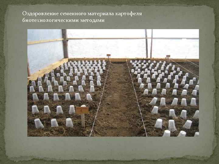 Оздоровление семенного материала картофеля биотехнологическими методами 