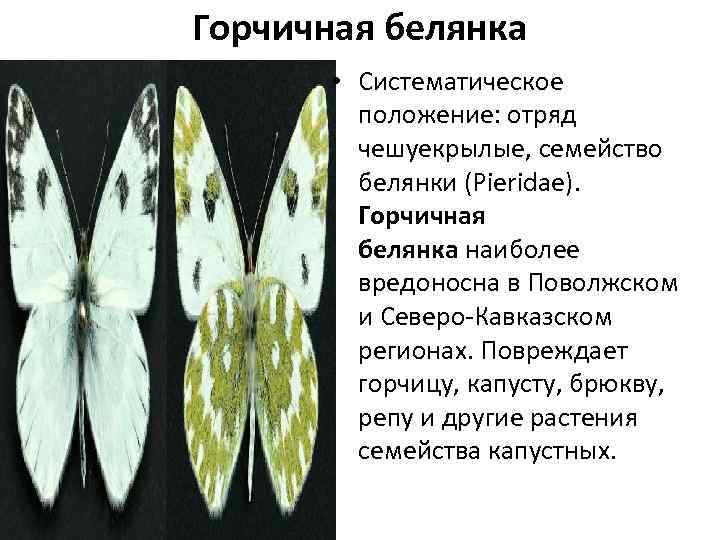 Какой тип питания характерен для капустной белянки изображенной на рисунке 1 обоснуйте свой ответ