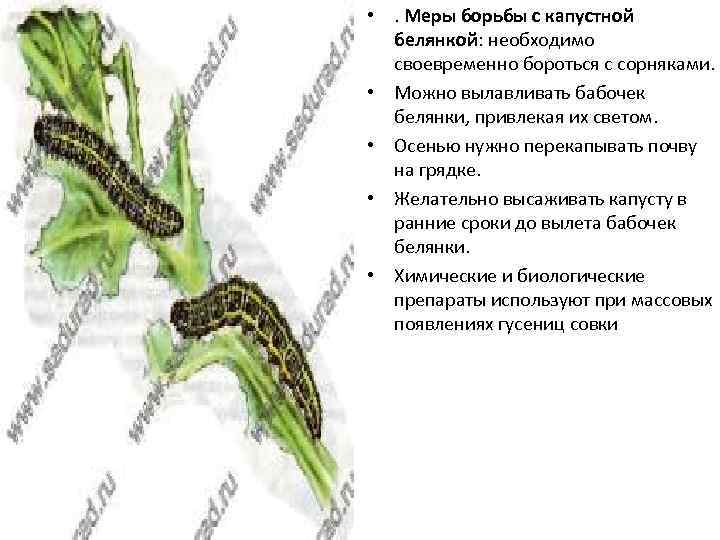 Какой тип питания характерен для капустной белянки изображенной на рисунке обоснуйте свой ответ