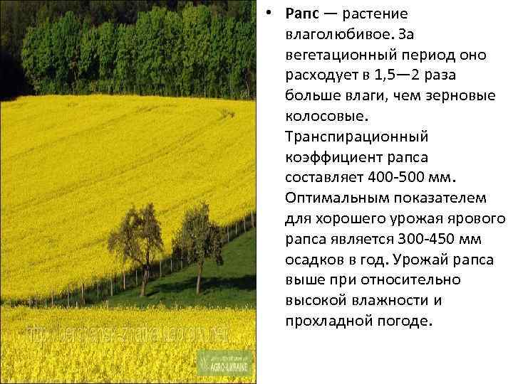  • Рапс — растение влаголюбивое. За вегетационный период оно расходует в 1, 5—