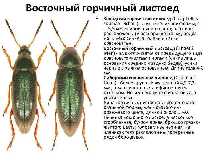 Восточный горчичный листоед • Западный горчичный листоед (Colaphellus sophiae Schall. ) жук яйцевидной формы,