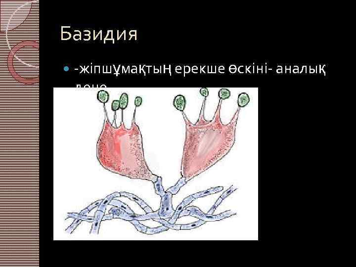 Базидия -жіпшұмақтың ерекше өскіні- аналық дене. 