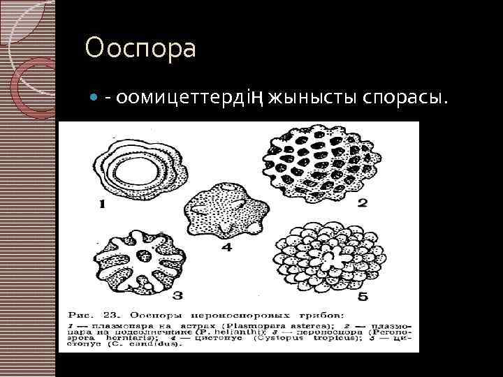 Ооспора - оомицеттердің жынысты спорасы. 