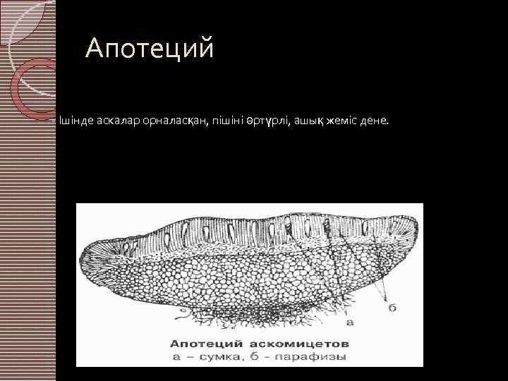 Апотеций - Ішінде аскалар орналасқан, пішіні әртүрлі, ашық жеміс дене. 