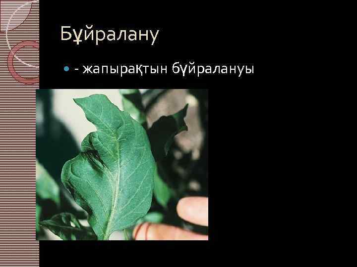 Бұйралану - жапырақтын бүйралануы 