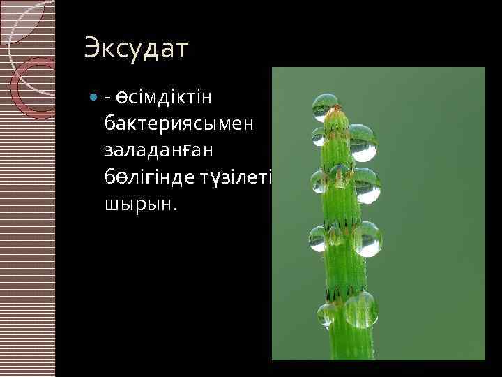 Эксудат - өсімдіктін бактериясымен заладанған бөлігінде түзілетін шырын. 