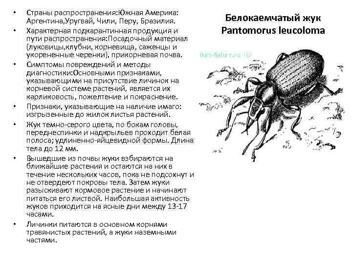  • • Страны распространения: Южная Америка: Аргентина, Уругвай, Чили, Перу, Бразилия. Характерная подкарантинная