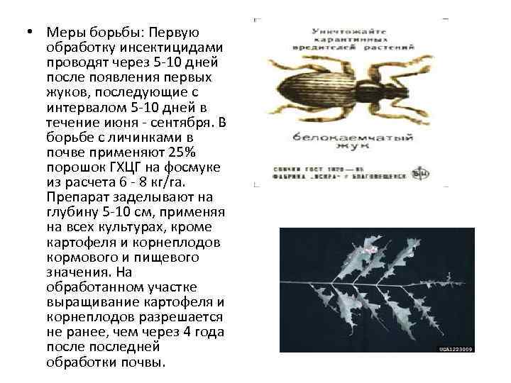  • Меры борьбы: Первую обработку инсектицидами проводят через 5 -10 дней после появления