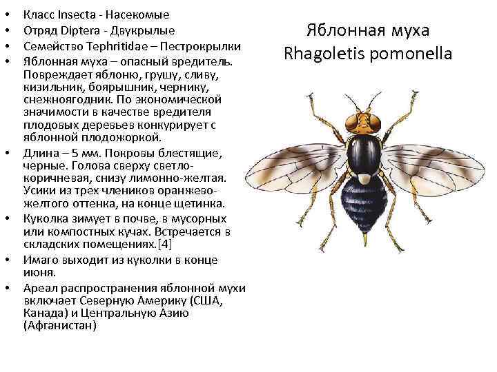  • • Класс Insecta - Насекомые Отряд Diptera - Двукрылые Семейство Tephritidae –
