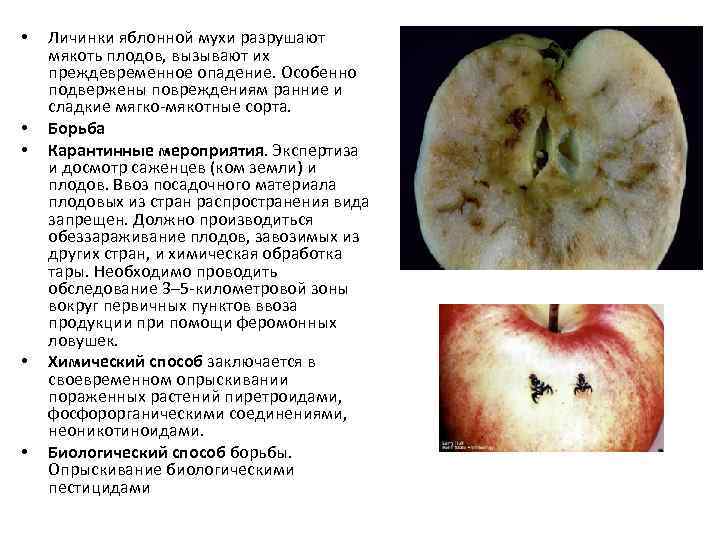  • • • Личинки яблонной мухи разрушают мякоть плодов, вызывают их преждевременное опадение.