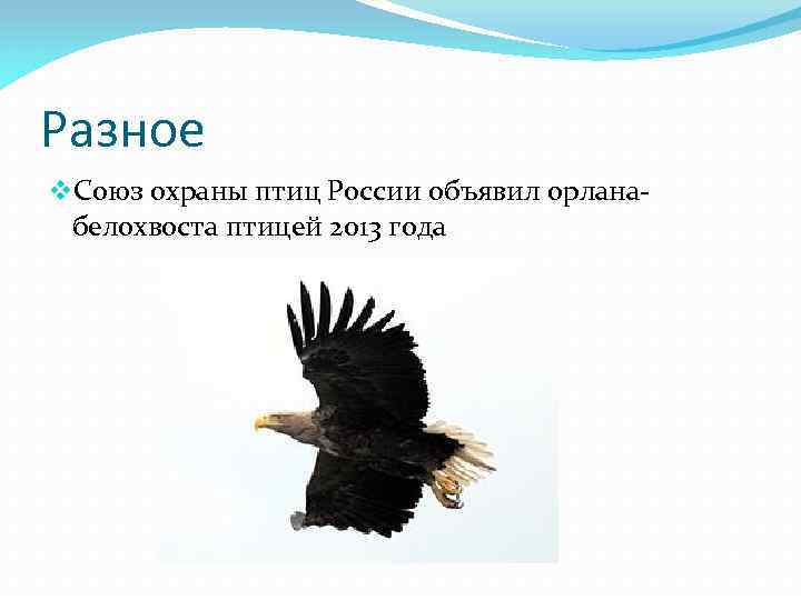 Разное v. Союз охраны птиц России объявил орланабелохвоста птицей 2013 года 