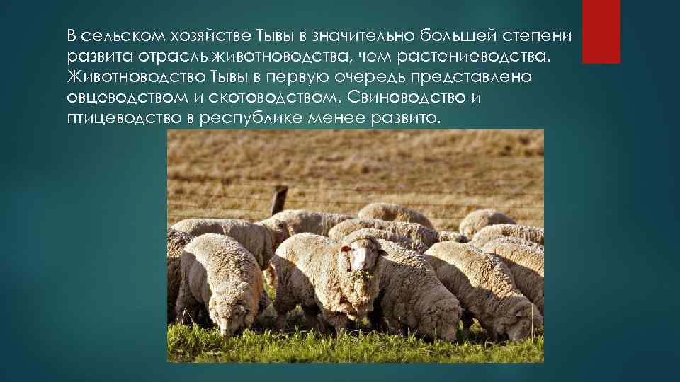 В сельском хозяйстве Тывы в значительно большей степени развита отрасль животноводства, чем растениеводства. Животноводство