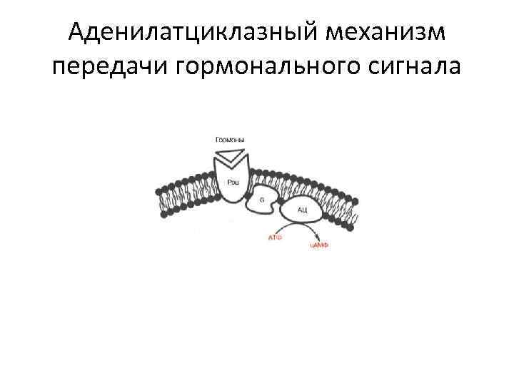 Аденилатциклазный механизм передачи гормонального сигнала 