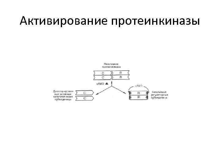 Активирование протеинкиназы 
