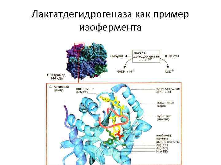 Биохимия картофеля презентация