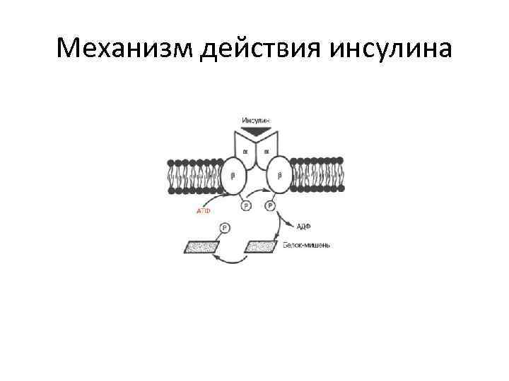 Механизм действия инсулина 