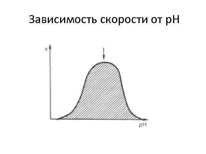  Зависимость скорости от p. H 