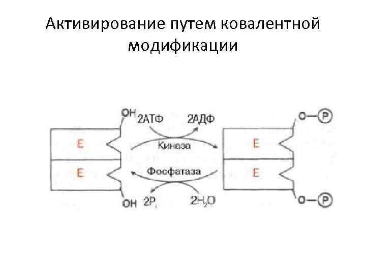 Активирование путем ковалентной модификации 
