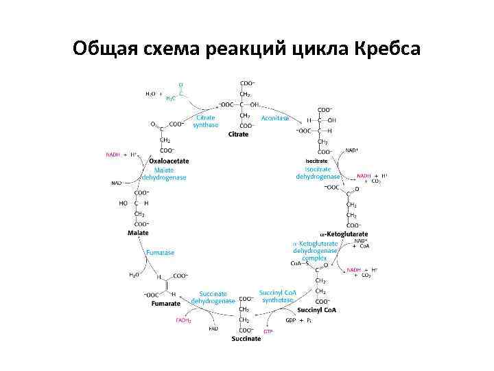 Общая схема реакций цикла Кребса 