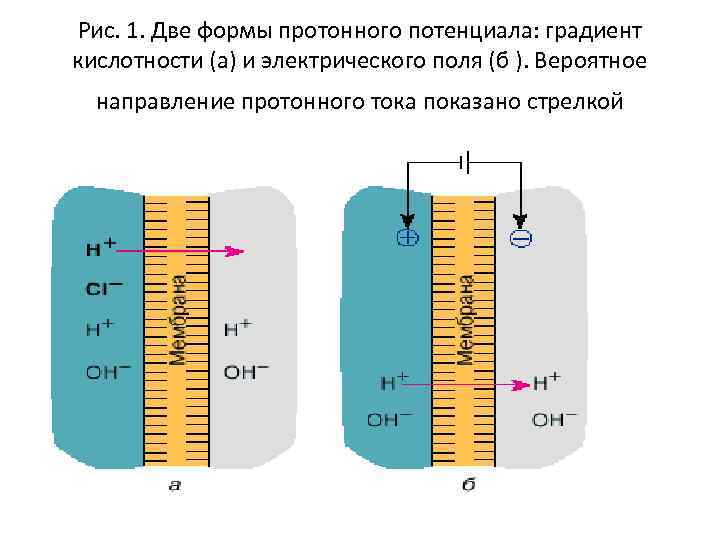 Рис. 1. Две формы протонного потенциала: градиент кислотности (а) и электрического поля (б ).