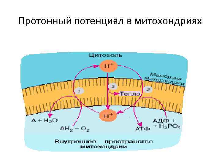 Протонный потенциал в митохондриях 