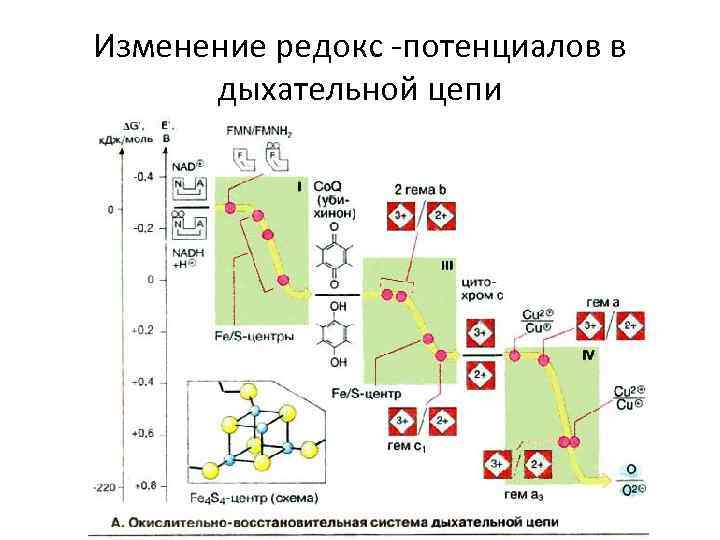 Изменение редокс -потенциалов в дыхательной цепи 