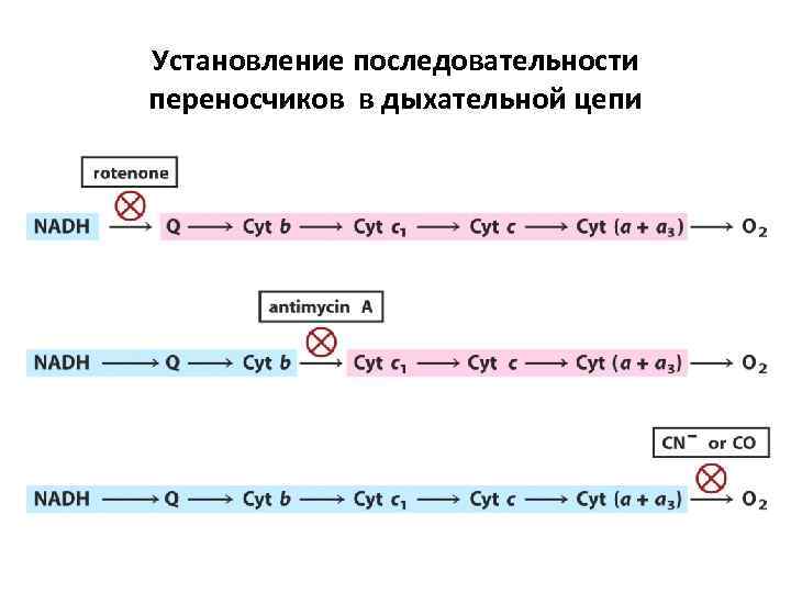 Установление последовательности переносчиков в дыхательной цепи 