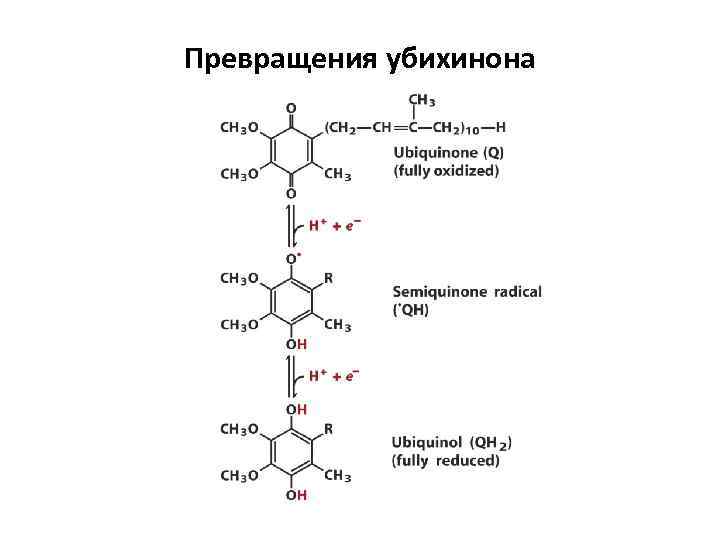 Превращения убихинона 