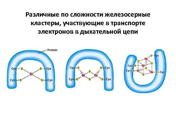 Различные по сложности железосерные кластеры, участвующие в транспорте электронов в дыхательной цепи 