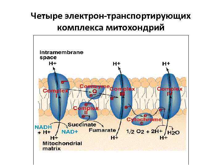 Четыре электрон-транспортирующих комплекса митохондрий 