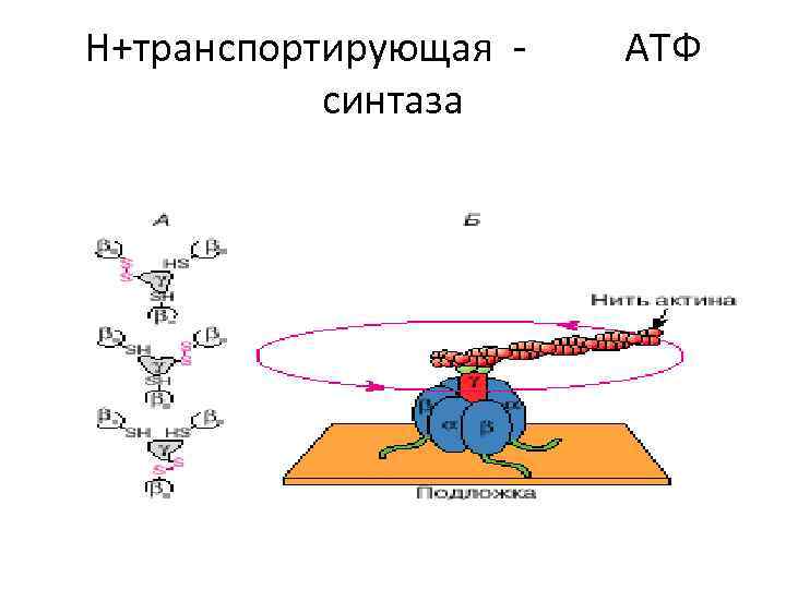 Н+транспортирующая - АТФ синтаза 