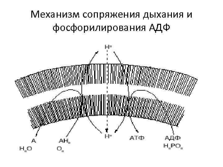 Механизм сопряжения дыхания и фосфорилирования АДФ 