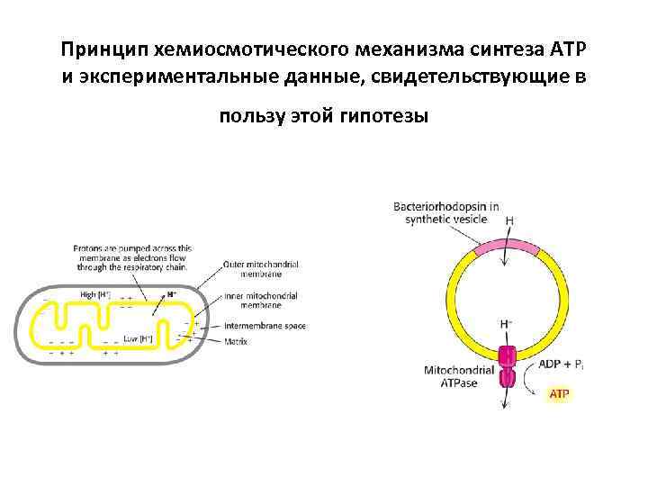 Принцип хемиосмотического механизма синтеза АТР и экспериментальные данные, свидетельствующие в пользу этой гипотезы 