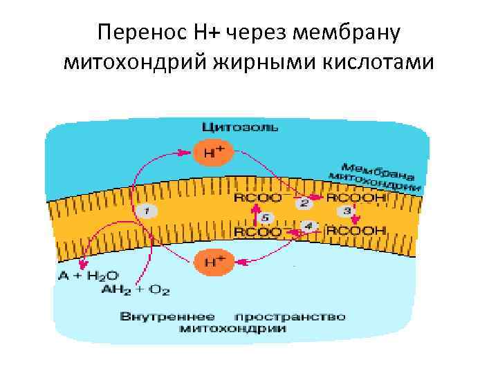 Протекает в митохондриях. Перенос жирных кислот через мембраны митохондрий. Перенос жирных кислот через мембрану. Перенос жирных кислот в митохондрии. Транспорт жирных кислот через мембраны митохондрий.