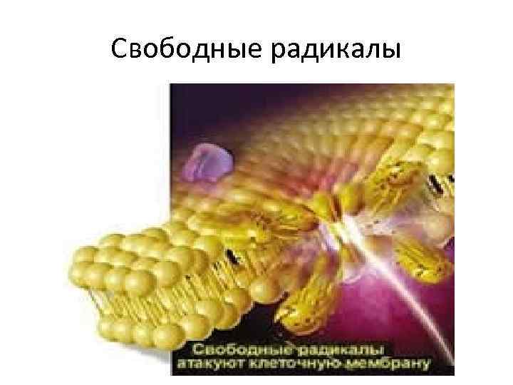 Свободные радикалы Борьба 