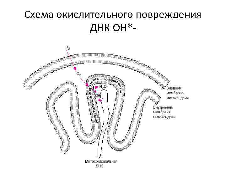 Схема окислительного повреждения ДНК ОН*- 