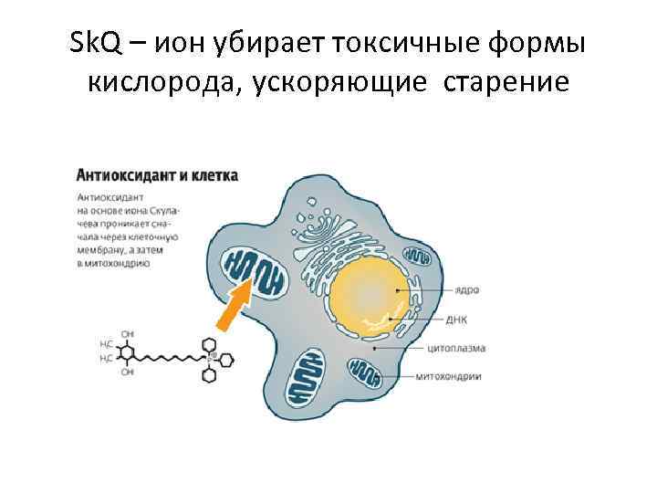 Sk. Q – ион убирает токсичные формы кислорода, ускоряющие старение 