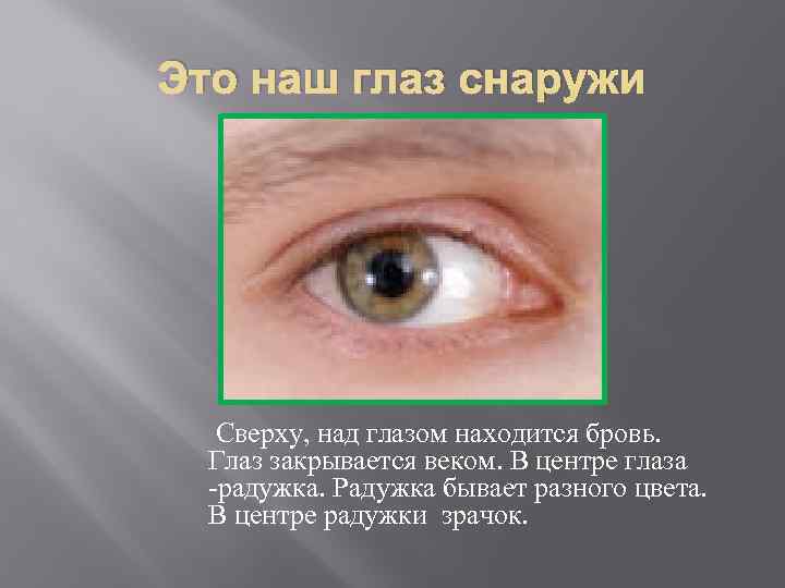 Это наш глаз снаружи Сверху, над глазом находится бровь. Глаз закрывается веком. В центре