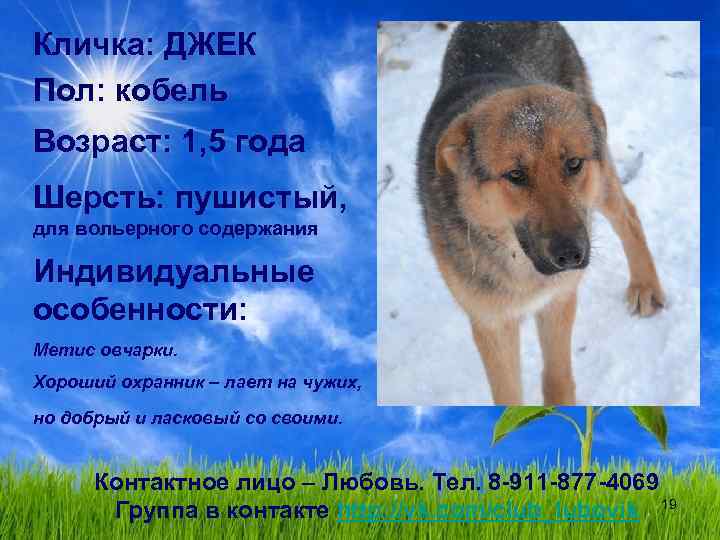 Кличка: ДЖЕК Пол: кобель Возраст: 1, 5 года Шерсть: пушистый, для вольерного содержания Индивидуальные