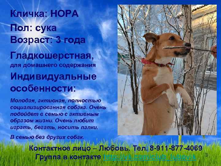 Кличка: НОРА Пол: сука Возраст: 3 года Гладкошерстная, для домашнего содержания Индивидуальные особенности: Молодая,