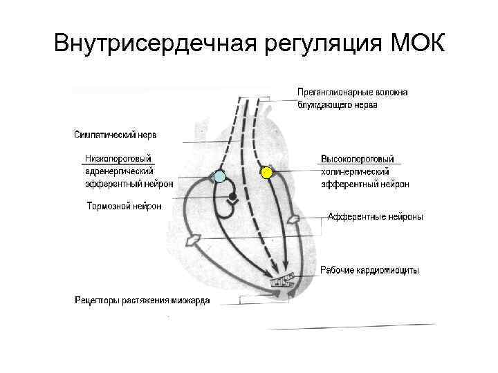 Схема внутрисердечной рефлекторной регуляции сердца