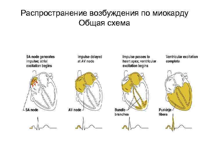 Возбуждение сердца. Распространение возбуждения по сердцу физиология. Распространение возбуждения в миокарде. Распространение возбуждения в сердце физиология. Распространение возбуждения по проводящей системе сердца.