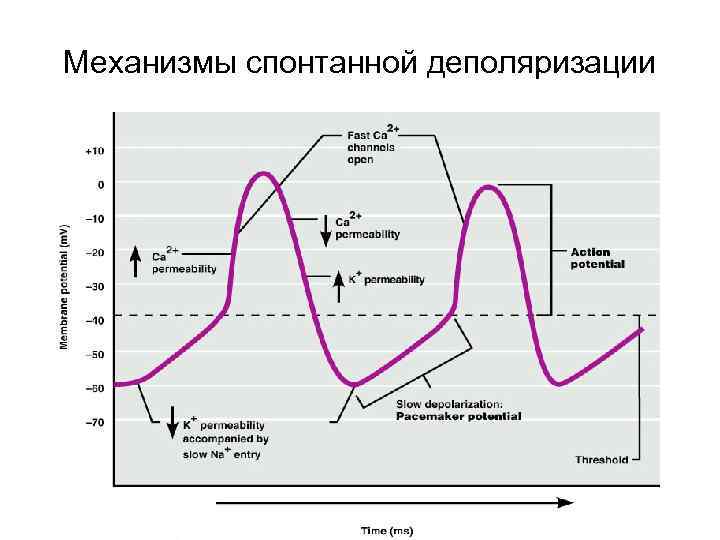 Механизмы спонтанной деполяризации 