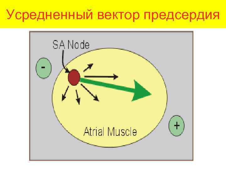 Усредненный вектор предсердия 